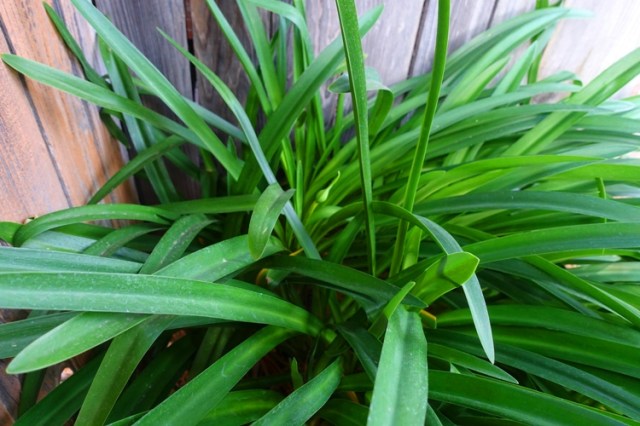 agapanthus, scape, back yard, yard work