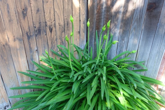 agapanthus blooms, scapes, flowers, california, back yard