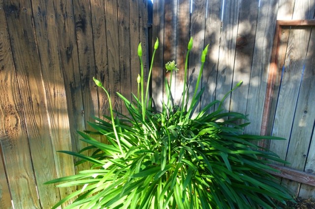 agapanthus blooms, scapes, flowers, california, back yard