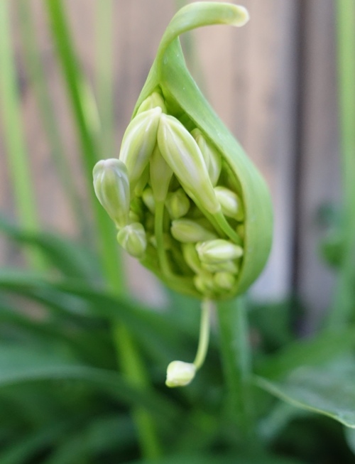 agapanthus blooms, scapes, flowers, california, back yard