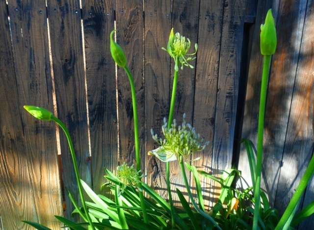 agapanthus blooms, scapes, flowers, california, back yard