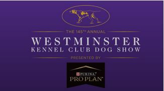 westminster kennel club, dog show, memories