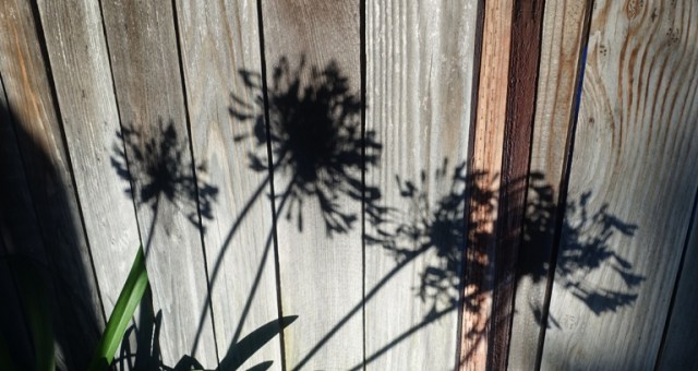 late evening, agapanthus, shadows, silhouettes, flowers