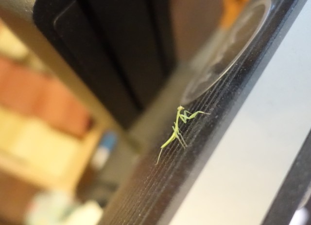 mantis, inside, monitor, little visitor, fauna