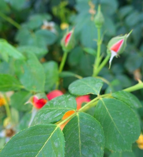 yellow rose bush, wrong blume, red rose on yellow bush, roses