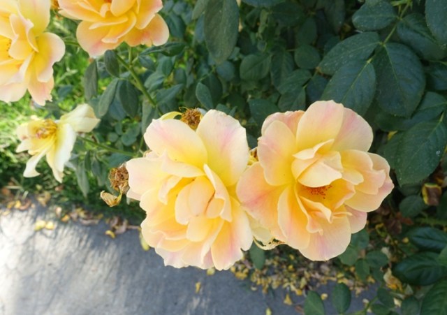 yellow rose bush, wrong blume, red rose on yellow bush, roses