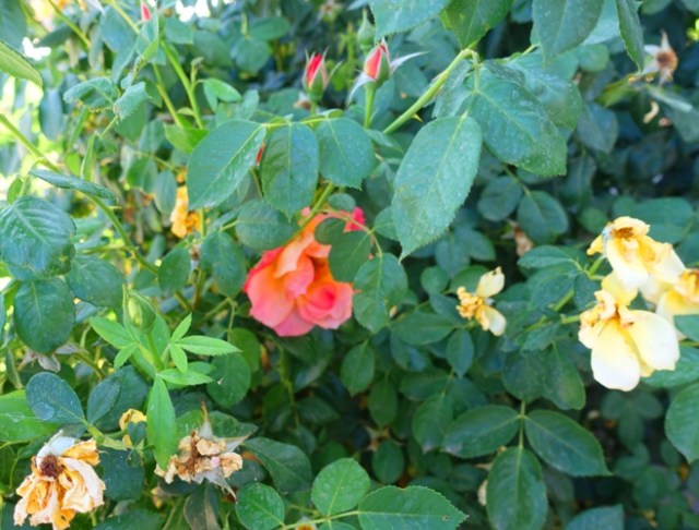 yardwork, roses, wrong color flower, flowers, pruning