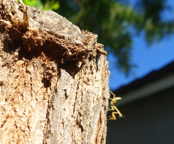 mantis nymph, insect, yard work, tree