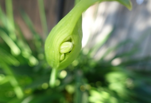 agapanthus, flowers, yardwork, scapes, flowers
