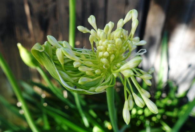 agapanthus, flowers, yardwork, scapes, flowers