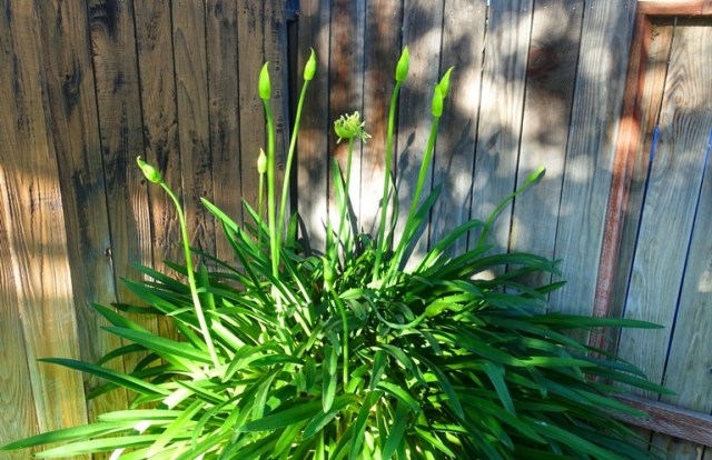 agapanthus, flowers, yardwork, scapes, flowers