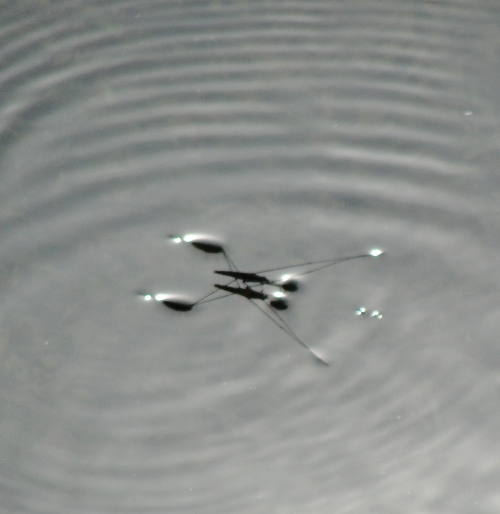 rowing olympics, sculling, crew, boats