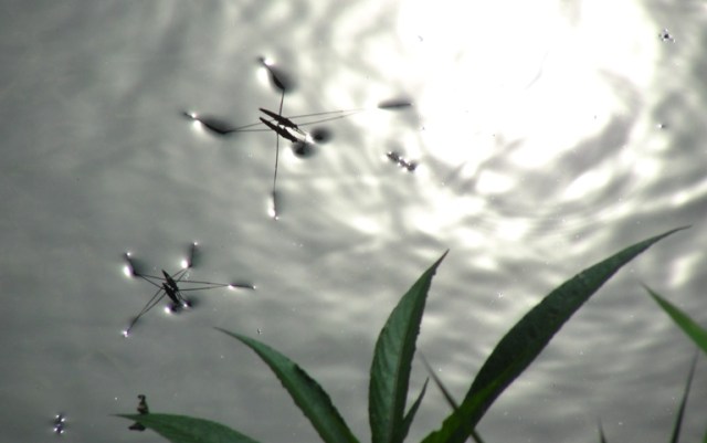 rowing olympics, sculling, crew, boats
