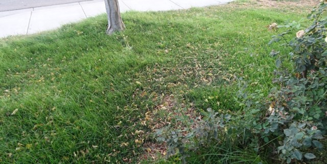 grass, yard work, mowing, front yard, too hot, summer grass