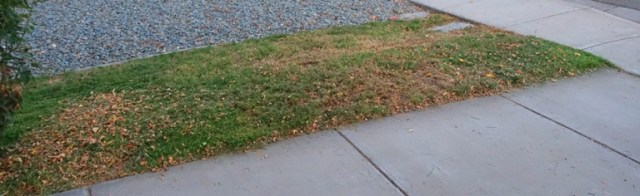 grass, yard work, mowing, front yard, too hot, summer grass