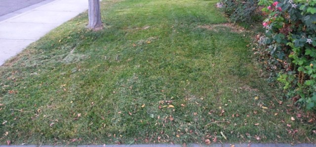 grass, yard work, mowing, front yard, too hot, summer grass