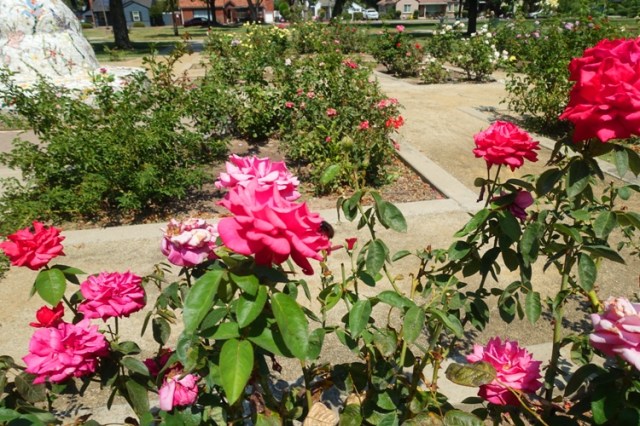 valley carpenter bee (Xylocopa varipuncta), female bee, black bee, rose garden