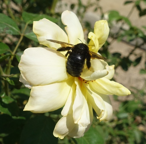 valley carpenter bee (Xylocopa varipuncta), female bee, black bee, rose garden