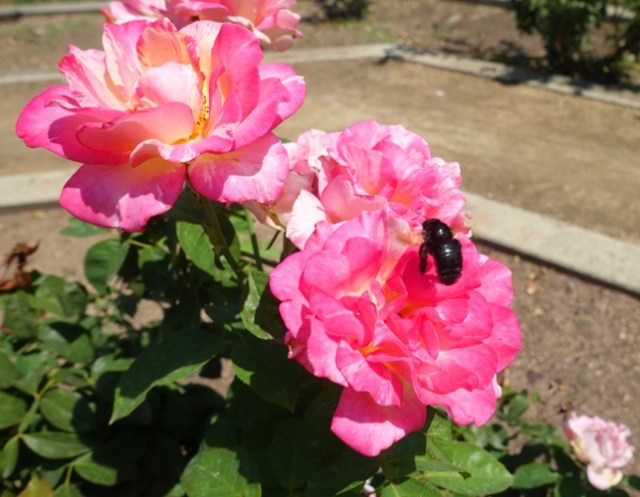 valley carpenter bee (Xylocopa varipuncta), female bee, black bee, rose garden