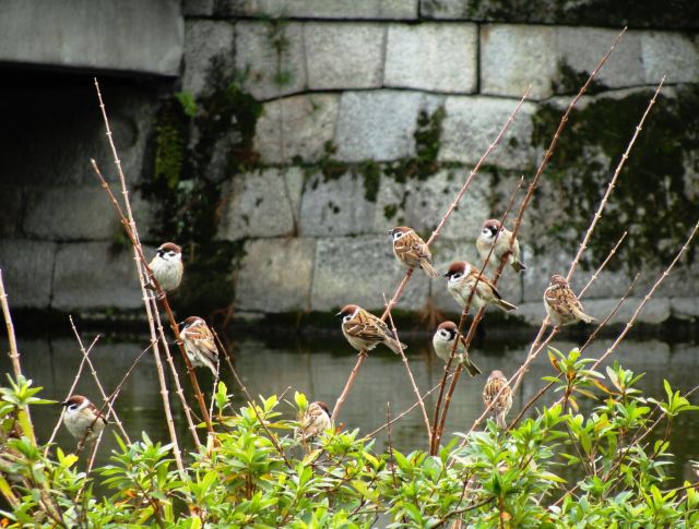 kyoto, sparrows, rock wall, birds in a bush