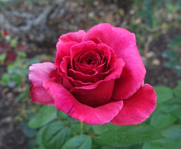 roses, rose garden fall roses, flora and fauna