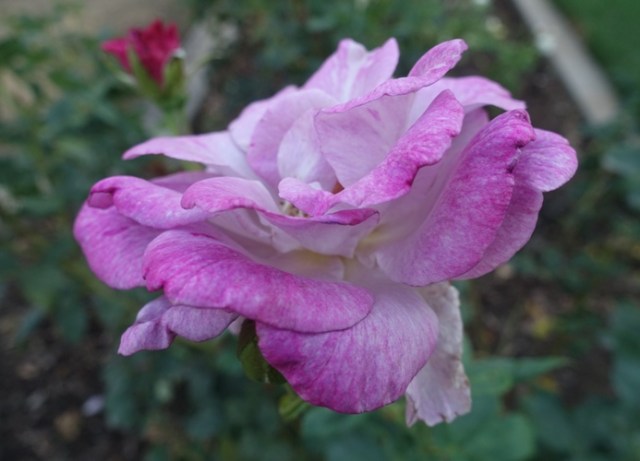 roses, rose garden fall roses, flora and fauna