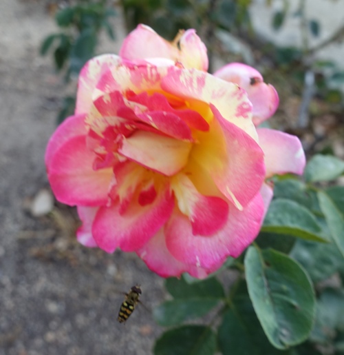 roses, rose garden fall roses, flora and fauna