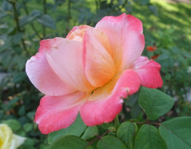 roses, rose garden fall roses, flora and fauna