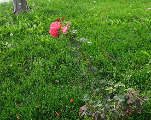 late october roses, yard work, fall, autumn, roses