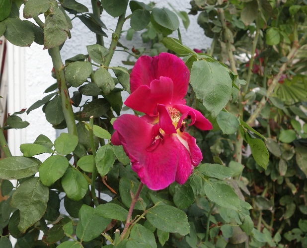 late october roses, yard work, fall, autumn, roses