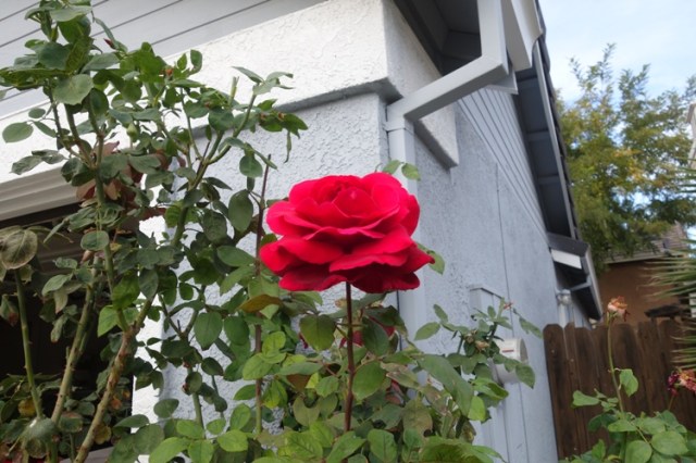 late october roses, yard work, fall, autumn, roses