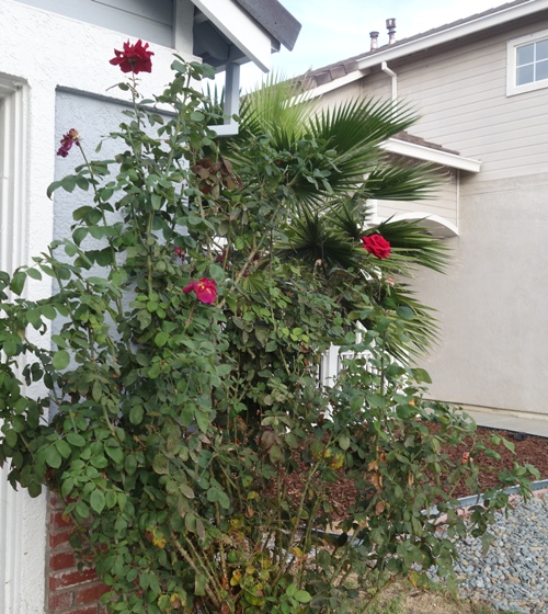 late october roses, yard work, fall, autumn, roses