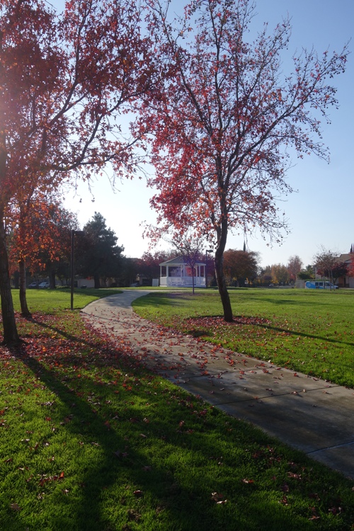 November walk, 1/3 mile loop, trees, gazebo, fall