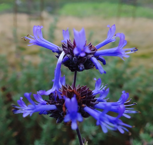 new office, foilage, flowers, leaves, wetlands
