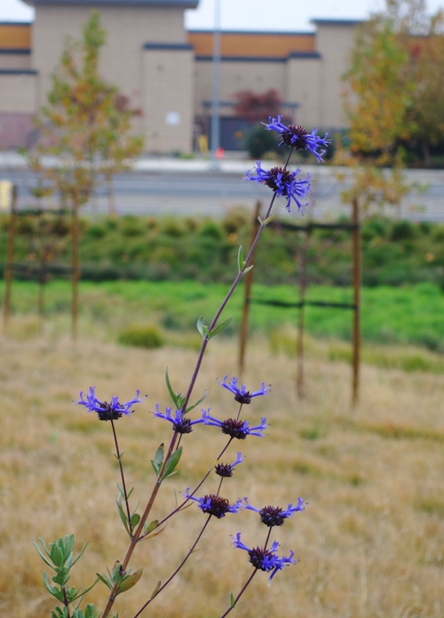new office, foilage, flowers, leaves, wetlands
