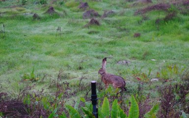 black-tailed jackrabbit (Lepus californicus), wetlands, office, preserved wetlands, rabbit, hare