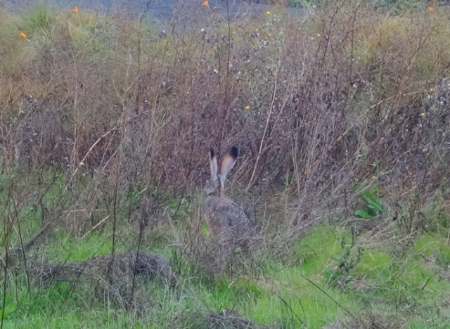 black-tailed jackrabbit (Lepus californicus), wetlands, office, preserved wetlands, rabbit, hare