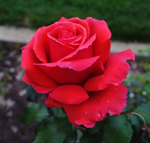 California roses, community rose garden, library roses