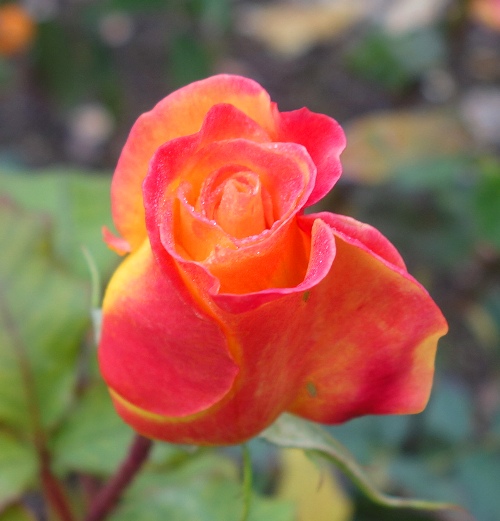 California roses, community rose garden, library roses