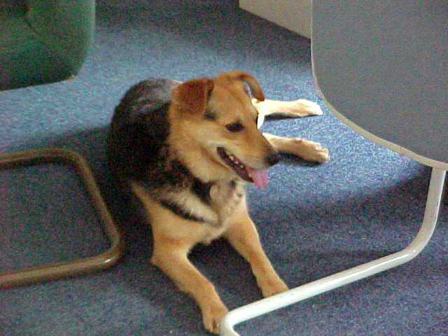 dog, student, course, England