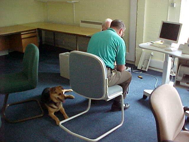 training course, dog, england