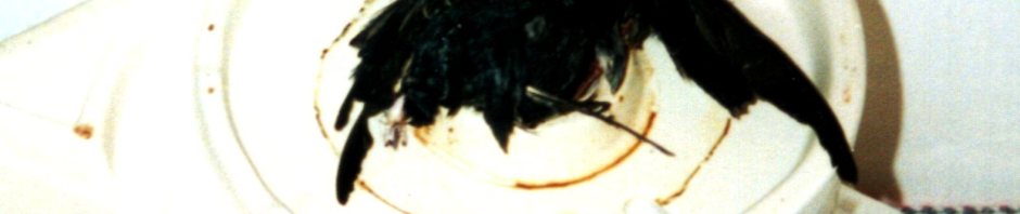 toilet, plumbing, flue, bird, trip, dead bird