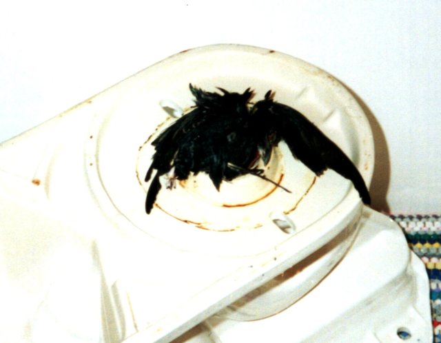 toilet, plumbing, flue, bird, trip, dead bird