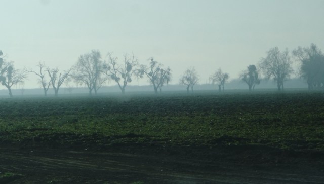 Sunday Morning, fog, central valley, valley fog, trees