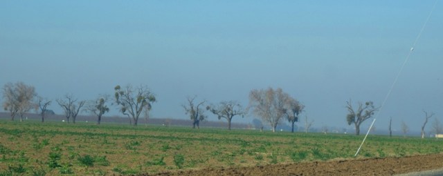 Sunday Morning, fog, central valley, valley fog, trees