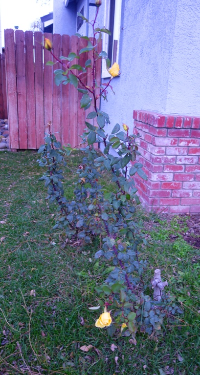 roses, yellow roses, january roses, time to prune, new year
