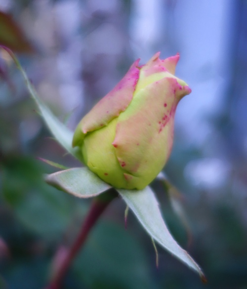 roses, yellow roses, january roses, time to prune, new year