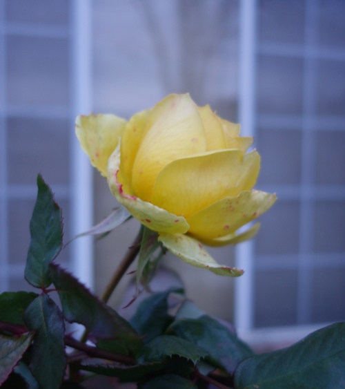 roses, yellow roses, january roses, time to prune, new year