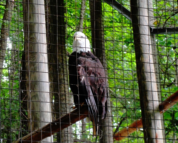 bald eagle, america, toronto zoo, zoo, caged