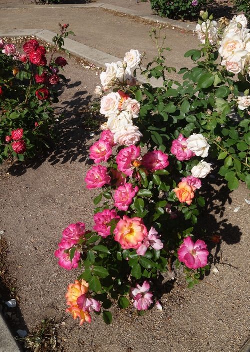 Rose Garden, Community rose garden, rose, library